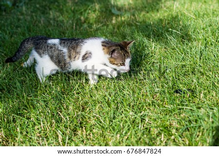 Cat hunting in the grass Imagine de stoc © 