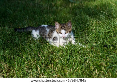 Cat in the grass Imagine de stoc © 
