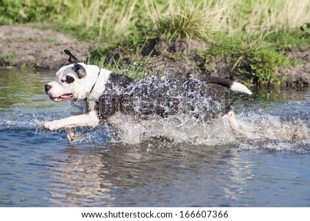American Staffordshire Terrier Running And Splashing Through Lake Water