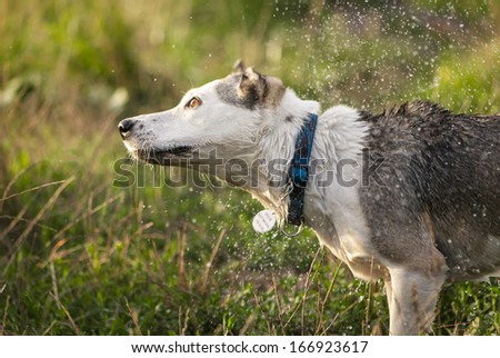 Mixed breed white dog shaking off water drops