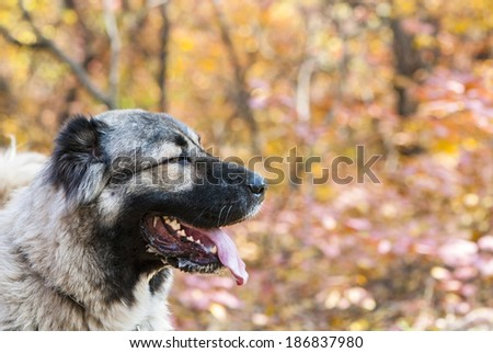 Close-up portrait of the Caucasian Shepherd Dog