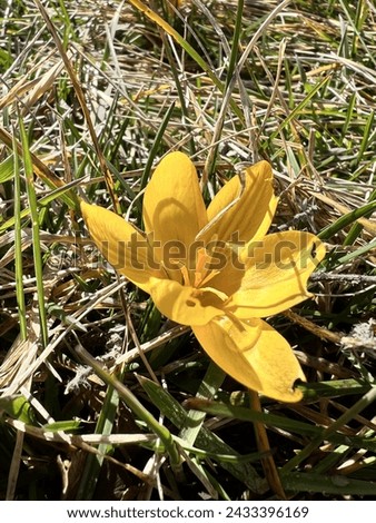 Similar – Image, Stock Photo First heralds of spring