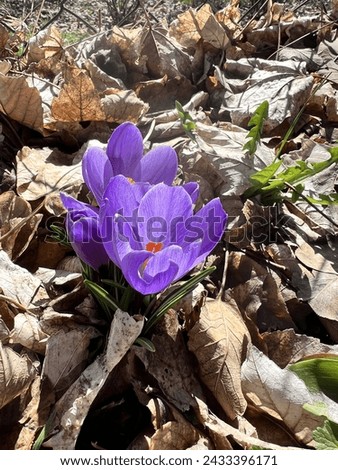 Similar – Image, Stock Photo First heralds of spring