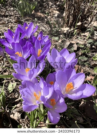 Similar – Image, Stock Photo First heralds of spring