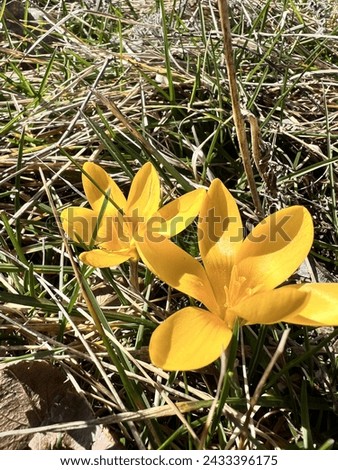 Similar – Image, Stock Photo First heralds of spring