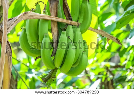 banana in garden and be strong sunlight  and day light