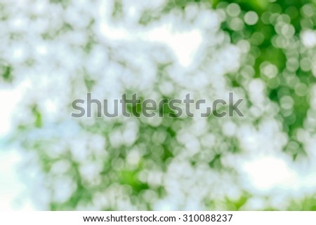 blur background and soft background and bokeh background and nature background