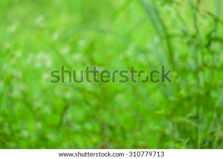 blur background and soft background and flowers