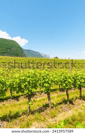 Similar – Image, Stock Photo Plantation of green vineyards under blue sky on farmland