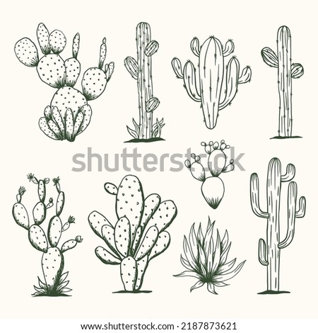 Hand Drawn cactus vector illustration. A set of vector illustration linear cactuses. Cactus vector illustrations. Hand drawn outline cactus set.