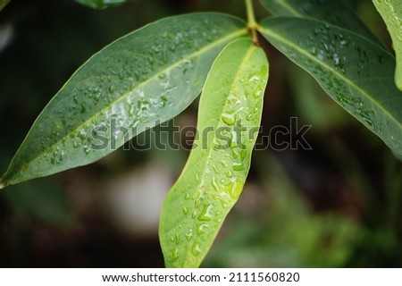 Wet guava leaves after the rain stops