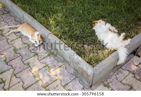 Cat and dog sleeping together on the grass