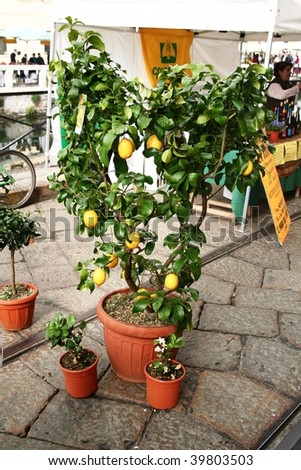 MILAN, ITALY - APRIL 5: A lemon tree on the street during the national exhibition Flowers and Flavours in the fashion and culture Navigli area April 5, 2009 in Milan, Italy.