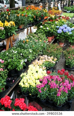 MILAN, ITALY - APRIL 5: Colored flowers in the garden market during the national exhibition Flowers and Flavours in the fashion and culture Navigli area April 5, 2009 in Milan, Italy.