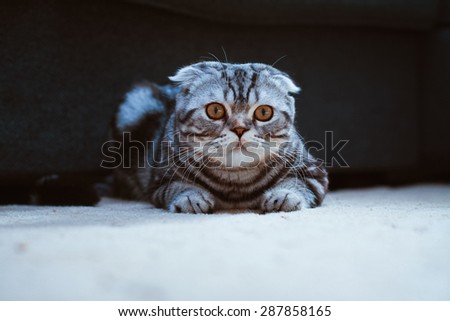 Grey cat lying on the floor. cat playing, Scottish Fold