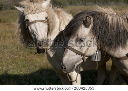 Relationship between animals. Yakut horse.