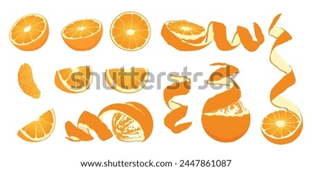 Collection of orange fruit slices. Flat vector orange fruit from different sides.	