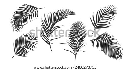 Palm leaf silhouette, outline or shadow isolated on white background. Grey palm leaves.