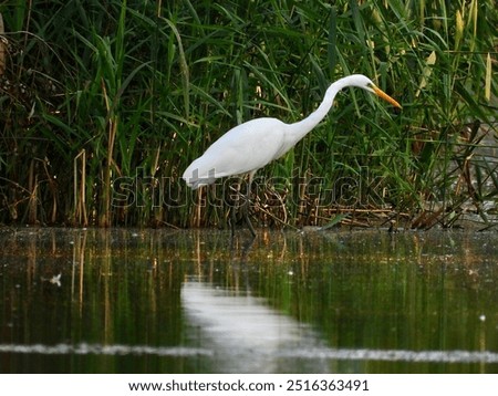 Similar – Image, Stock Photo Herons high up in the tree