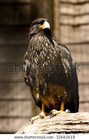 black eagle perched on a wooden branch