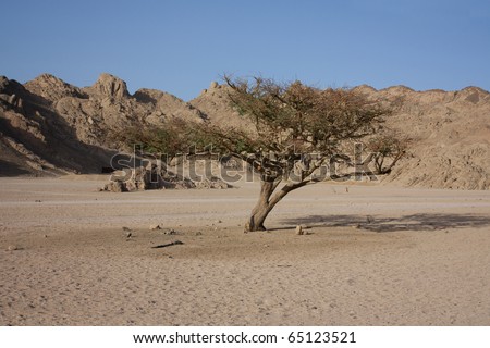 single barren tree in the barren sinai desert in egypt