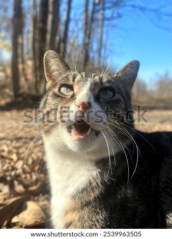 Similar – Foto Bild blau getigerte Katze umgeben von bunten Herbstblättern Porträt mit Kopie Raum