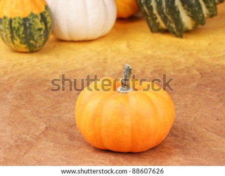 An orange pumpkin and assorted decorative pumpkins in the background. Selective focus, shallow DOF