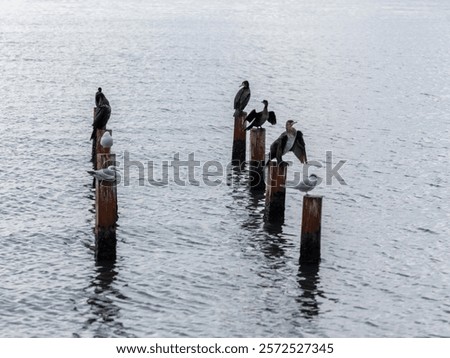 Similar – Image, Stock Photo Group of cormorants in a Llobregat Delta, Barcelona, Spain