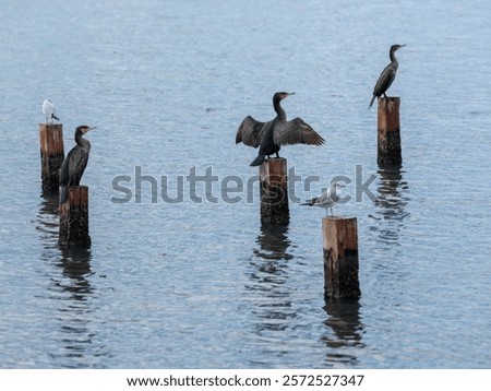 Similar – Image, Stock Photo Group of cormorants in a Llobregat Delta, Barcelona, Spain