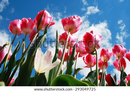 tulips with blue sky/pink tulips/many pink tulips over blue sky