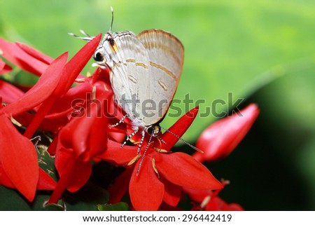 butterfly on red flower/red flower with butterfly/butterfly nectar feeders