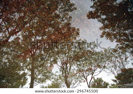 Reflection in water of rainy season/Reflection of trees on water