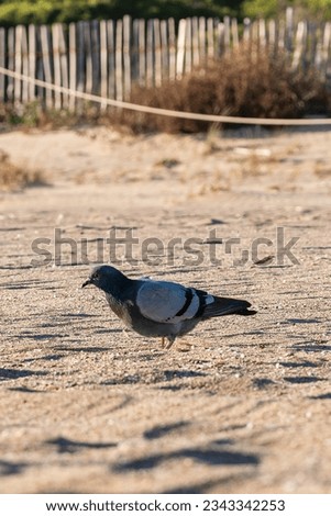 Similar – Image, Stock Photo Sea of doves Barcelona