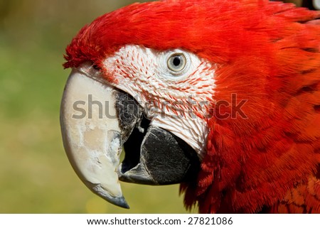 close up portrait of a colorful red macaw parrot