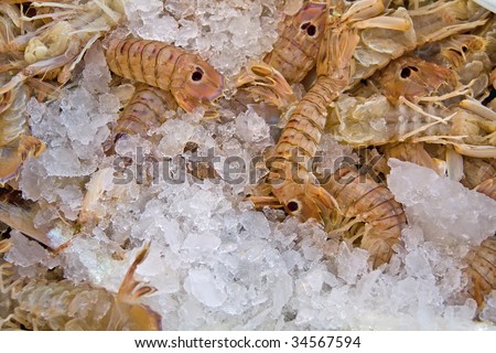 mantis shrimps -  squilla mantis - offered on ice on a fisher market
