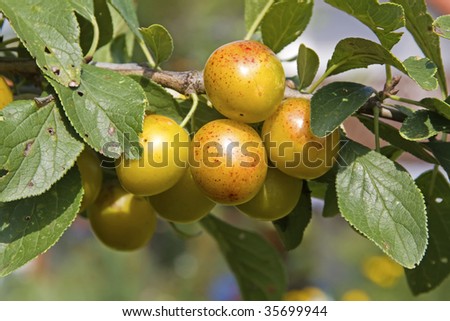 mellow mirabelles, small yellow plums, on a branch