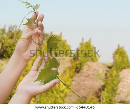 female hand holding a vine on the background of the vineyard