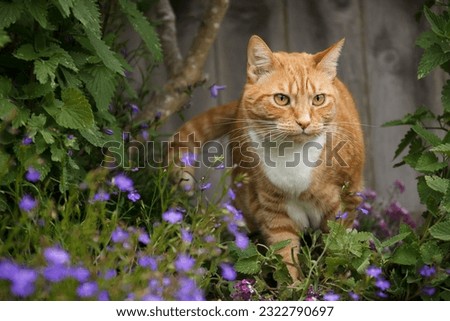 Similar – Foto Bild blau getigerte Katze umgeben von bunten Herbstblättern Porträt mit Kopie Raum