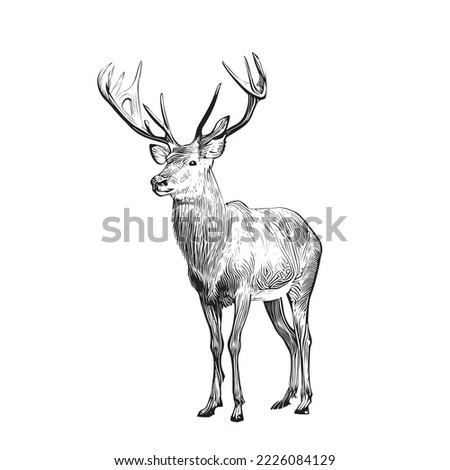 Deer sketch hand drawn doodle style hunting vector illustration.