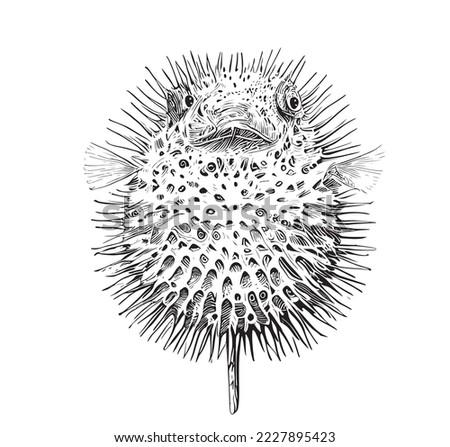 Puffer fish sea urchin hand drawn engraving style sketch Underwater world Vector illustration.