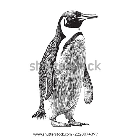 Penguin sketch hand drawn in engraving style Sea animals Vector illustration.