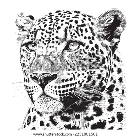 Portrait of a leopard sketch hand drawn engraved style Vector illustration.