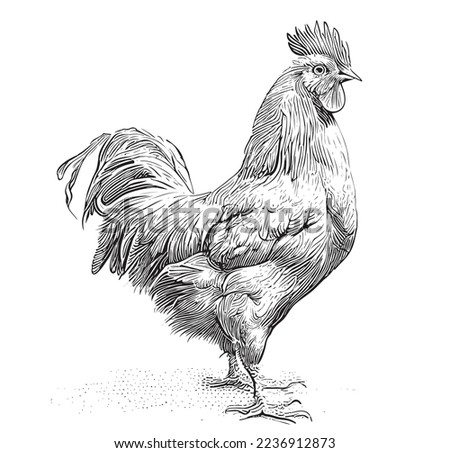 
Rooster standing sketch hand drawn Farming Vector illustration