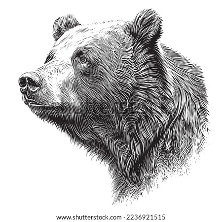 Bear head portrait sketch hand drawn sketch Vector illustration