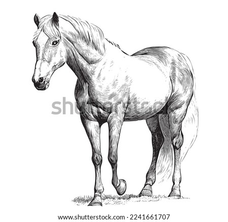 Beautiful horse standing hand drawn engraving style sketch Vector illustration