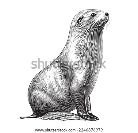 Harp Seal Drawing | Free download on ClipArtMag