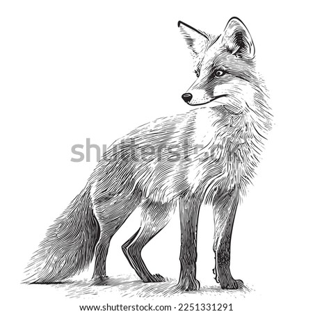 Fox Drawing | Free download on ClipArtMag