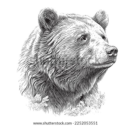 Beautiful realistic bear portrait hand drawn engraving sketch Vector illustration.