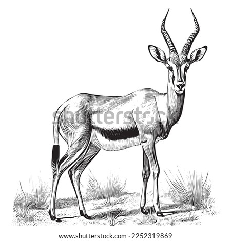 Antelope animal hand drawn engraving sketch Vector illustration
