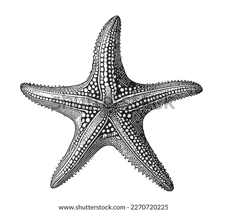 Starfish hand drawn sketch illustration Sea animals